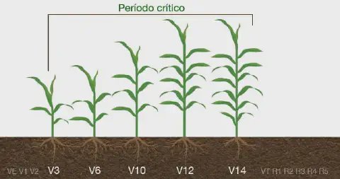 infográfico educativo que ilustra as diferentes fases de desenvolvimento vegetativo da cultura do milho, conhec
