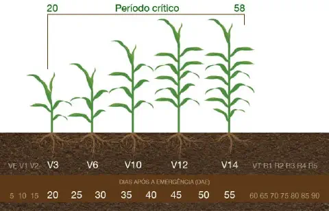 infográfico detalhado que ilustra os estádios fenológicos do milho, desde a emergência até o início da fase rep