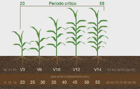 infográfico detalhado que ilustra os estádios fenológicos do milho, desde a emergência até o início da fase rep