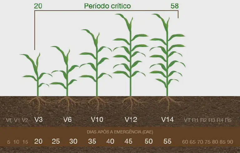 Estádios Fenológicos do Milho: Guia do Período Crítico infográfico detalhado que ilustra os estádios fenológicos do milho, desde a emergência até o início da fase rep