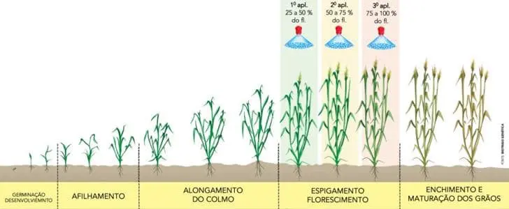 infográfico que ilustra detalhadamente os estádios fenológicos de uma cultura de cereal, provavelmente o trigo.