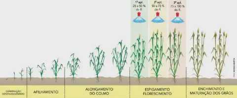 infográfico que ilustra detalhadamente os estádios fenológicos de uma cultura de cereal, provavelmente o trigo.