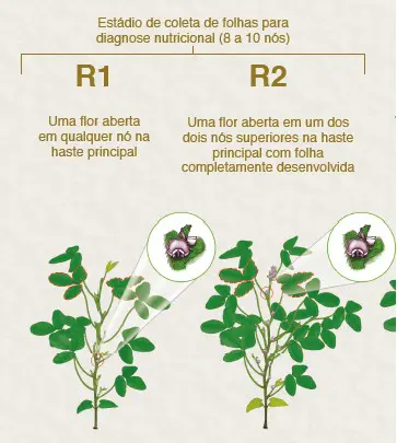 Esta imagem é um infográfico educacional que ilustra e descreve os estádios fenológicos R1 e R2 de uma planta, provavelmente