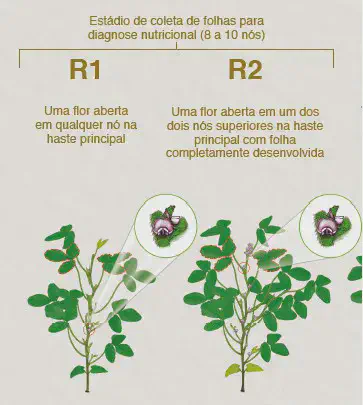 Esta imagem é um infográfico educacional que ilustra e descreve os estádios fenológicos R1 e R2 de uma planta, provavelmente