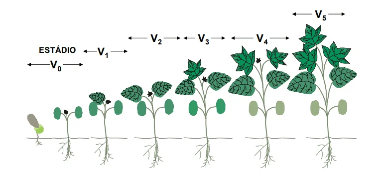 ilustração didática que detalha os estádios de desenvolvimento vegetativo de uma planta, provavelmente o algod