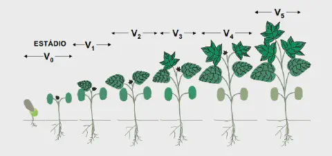ilustração didática que detalha os estádios de desenvolvimento vegetativo de uma planta, provavelmente o algod