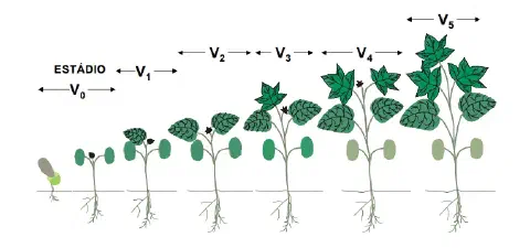 ilustração didática que detalha os estádios de desenvolvimento vegetativo de uma planta, provavelmente o algod