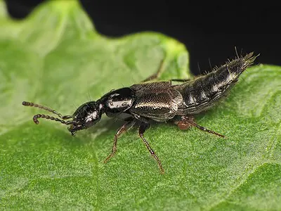 uma fotografia macro de um besouro estafilinídeo (família Staphylinidae) sobre uma folha verde vibrante. O ins