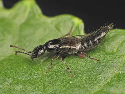uma fotografia macro de um besouro estafilinídeo (família Staphylinidae) sobre uma folha verde vibrante. O ins