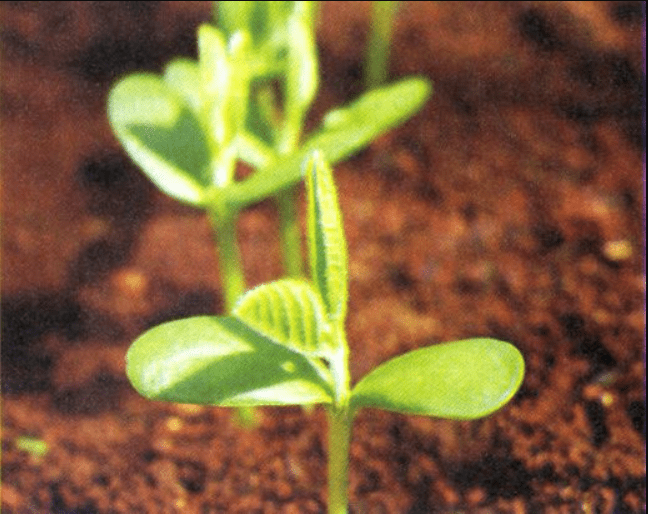 close-up detalhado de uma plântula de soja em seu estágio inicial de desenvolvimento, emergindo do solo. A