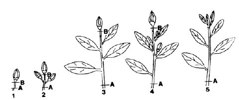 ilustração técnica em preto e branco que demonstra as fases sequenciais do desenvolvimento de um ramo de plant