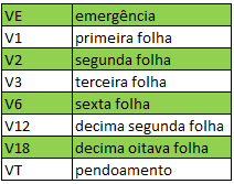 Estágios Fenológicos do Milho: Tabela de V1 a VT uma tabela didática que detalha os estágios de desenvolvimento vegetativo de uma cultura agrícola, muito prova