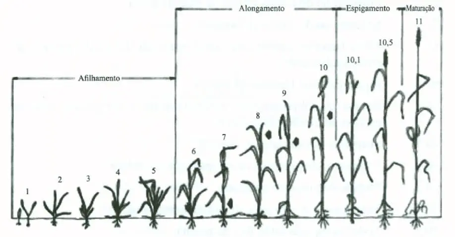 Estágios Fenológicos do Trigo: Guia Visual Completo diagrama técnico que ilustra as diferentes fases de desenvolvimento de uma cultura de cereal, como o trigo ou a
