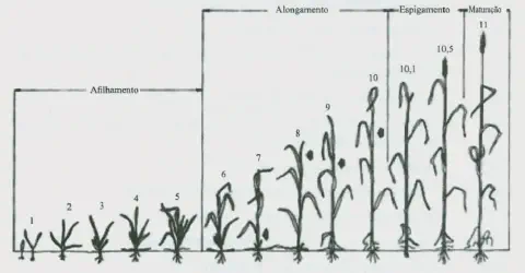 diagrama técnico que ilustra as diferentes fases de desenvolvimento de uma cultura de cereal, como o trigo ou a