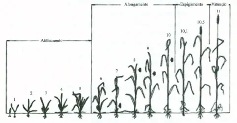 diagrama técnico que ilustra as diferentes fases de desenvolvimento de uma cultura de cereal, como o trigo ou a