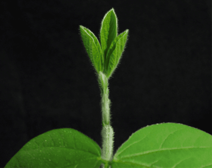 close-up detalhado de uma plântula de soja em seus estágios iniciais de desenvolvimento, contra um fundo pr