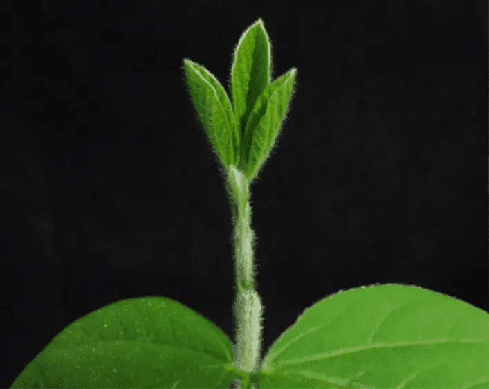 Estágios Iniciais da Soja: O Desenvolvimento da Plântula close-up detalhado de uma plântula de soja em seus estágios iniciais de desenvolvimento, contra um fundo pr