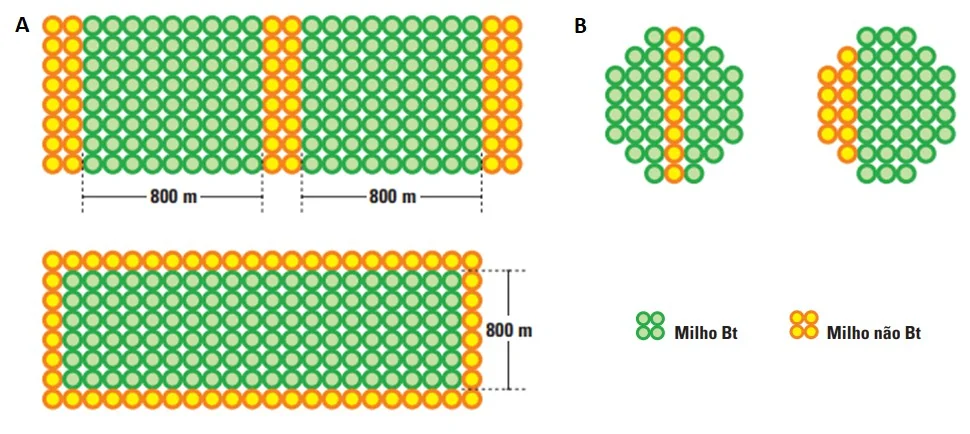 infográfico técnico que ilustra diferentes estratégias para o plantio de áreas de refúgio em lavouras de milho.
