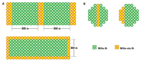 infográfico técnico que ilustra diferentes estratégias para o plantio de áreas de refúgio em lavouras de milho.