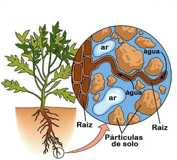 diagrama didático que ilustra a interação entre a raiz de uma planta e a composição do solo. Do lado esquerdo,