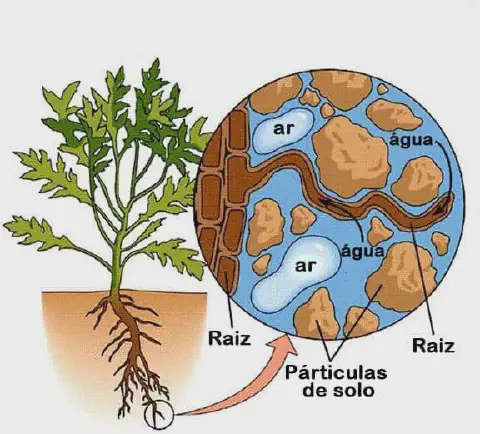 diagrama didático que ilustra a interação entre a raiz de uma planta e a composição do solo. Do lado esquerdo,