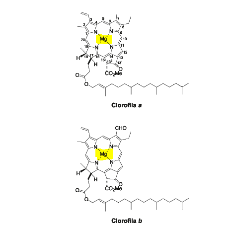 as estruturas químicas moleculares da Clorofila a e da Clorofila b, os principais pigmentos responsáveis pela