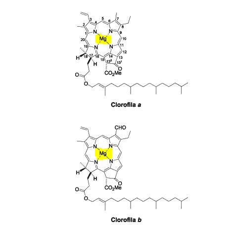 as estruturas químicas moleculares da Clorofila a e da Clorofila b, os principais pigmentos responsáveis pela