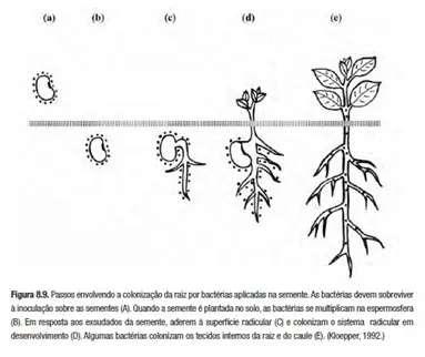 diagrama científico que detalha as etapas da colonização da raiz de uma planta por bactérias aplicadas via trat