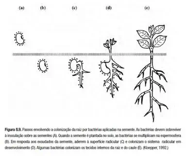 diagrama científico que detalha as etapas da colonização da raiz de uma planta por bactérias aplicadas via trat