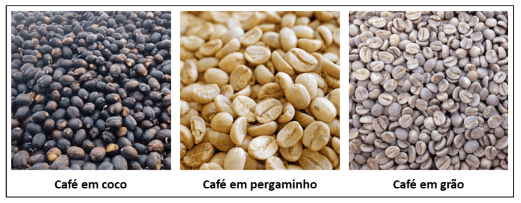 comparativo visual das três principais etapas do beneficiamento do café após a colheita e secagem. Da e
