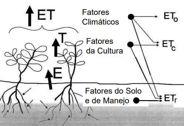 diagrama técnico que ilustra o conceito de evapotranspiração (ET) na agricultura. Do lado esquerdo, mostra plan