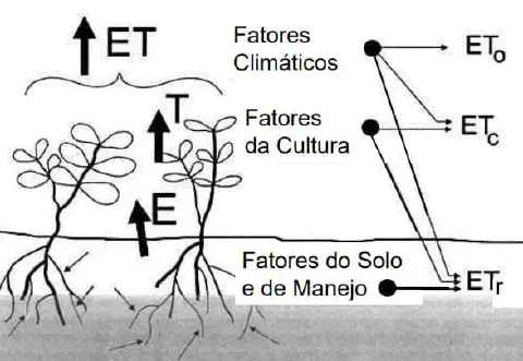 diagrama técnico que ilustra o conceito de evapotranspiração (ET) na agricultura. Do lado esquerdo, mostra plan