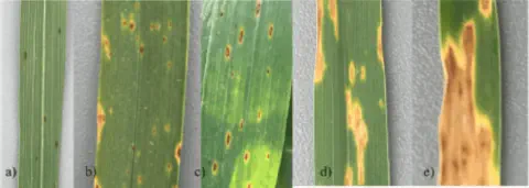 composição de cinco painéis, rotulados de 'a' a 'e', que ilustram a progressão de uma doença foliar em uma pla