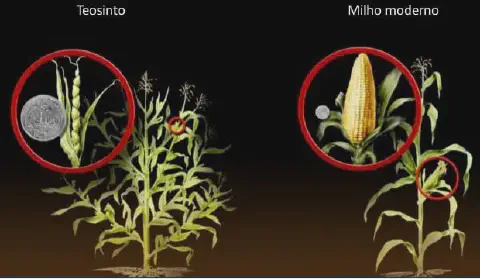 comparação visual didática entre o Teosinto, o ancestral selvagem do milho, e o milho moderno. À esque