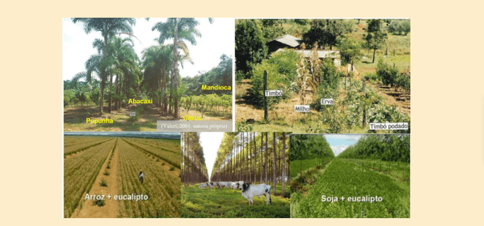 Esta imagem é uma colagem composta por cinco fotografias que exemplificam diferentes sistemas de produção agrícola integrada,