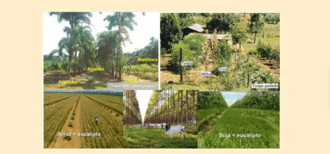 Esta imagem é uma colagem composta por cinco fotografias que exemplificam diferentes sistemas de produção agrícola integrada,