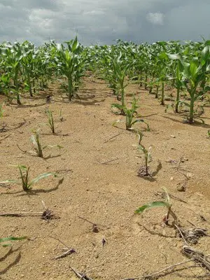 Falha no estande do milho: causas e como manejar a lavoura uma lavoura de milho com um desenvolvimento notavelmente irregular. Em segundo plano, as plantas de milho apre