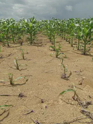 uma lavoura de milho com um desenvolvimento notavelmente irregular. Em segundo plano, as plantas de milho apre