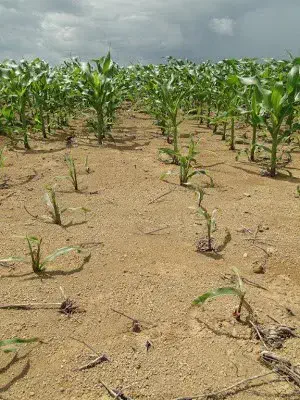 uma lavoura de milho com um desenvolvimento notavelmente irregular. Em segundo plano, as plantas de milho apre