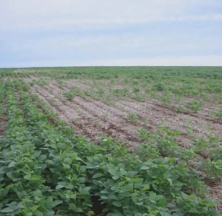 Falha no Stand da Soja: Como Identificar e Corrigir uma lavoura de soja em estágio inicial de desenvolvimento, com as plantas organizadas em linhas de plantio. Em