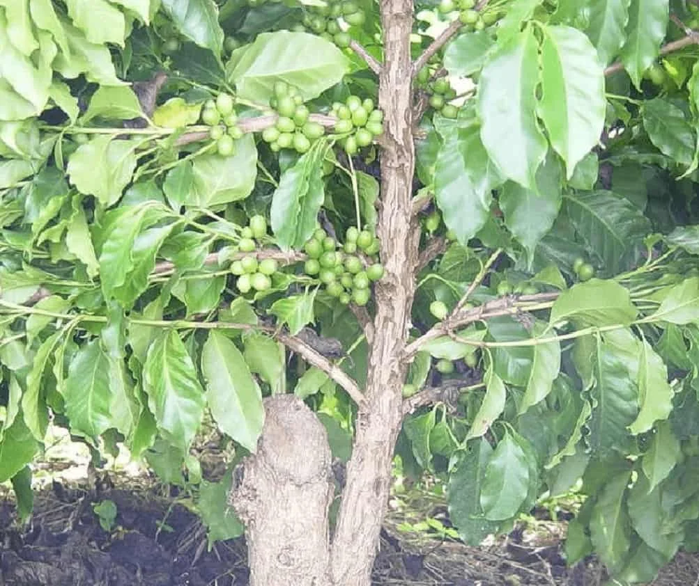 close-up de um pé de café em plena fase de frutificação. O foco está nos galhos da planta, que estão carreg