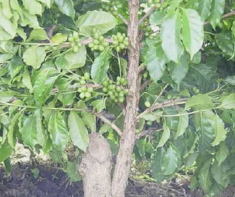 close-up de um pé de café em plena fase de frutificação. O foco está nos galhos da planta, que estão carreg