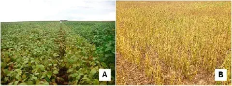 composição de duas fotografias, lado a lado, que ilustram diferentes estágios de desenvolvimento de uma lavour