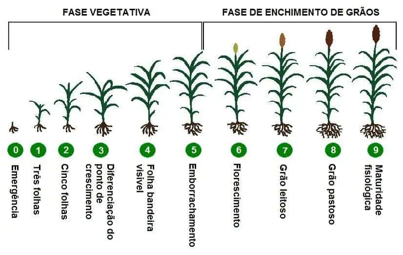 Fases de Desenvolvimento do Sorgo: Guia Fenológico Completo infográfico detalhado que ilustra as diferentes fases fenológicas de uma cultura de grãos, provavelmente sorgo,