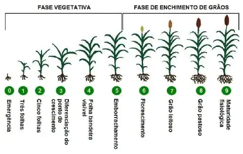 infográfico detalhado que ilustra as diferentes fases fenológicas de uma cultura de grãos, provavelmente sorgo,