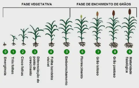 infográfico detalhado que ilustra as diferentes fases fenológicas de uma cultura de grãos, provavelmente sorgo,