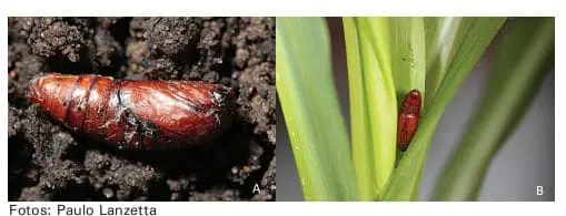 Fases do Bicudo-da-Cana: Pupa no Solo e Inseto Adulto composição de duas fotografias, A e B, que ilustram duas fases distintas do ciclo de vida de uma praga agrícol