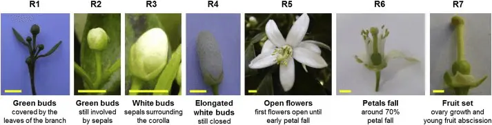 infográfico detalhado que ilustra as sete principais fases fenológicas do desenvolvimento floral de uma