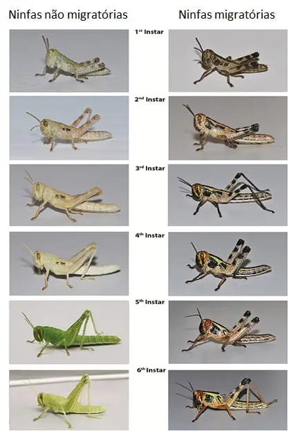 infográfico comparativo que ilustra as diferentes fases de desenvolvimento, ou instares, de ninfas de gafanhoto
