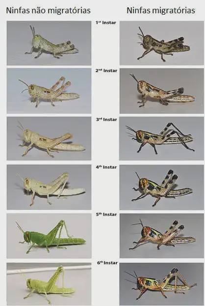 infográfico comparativo que ilustra as diferentes fases de desenvolvimento, ou instares, de ninfas de gafanhoto